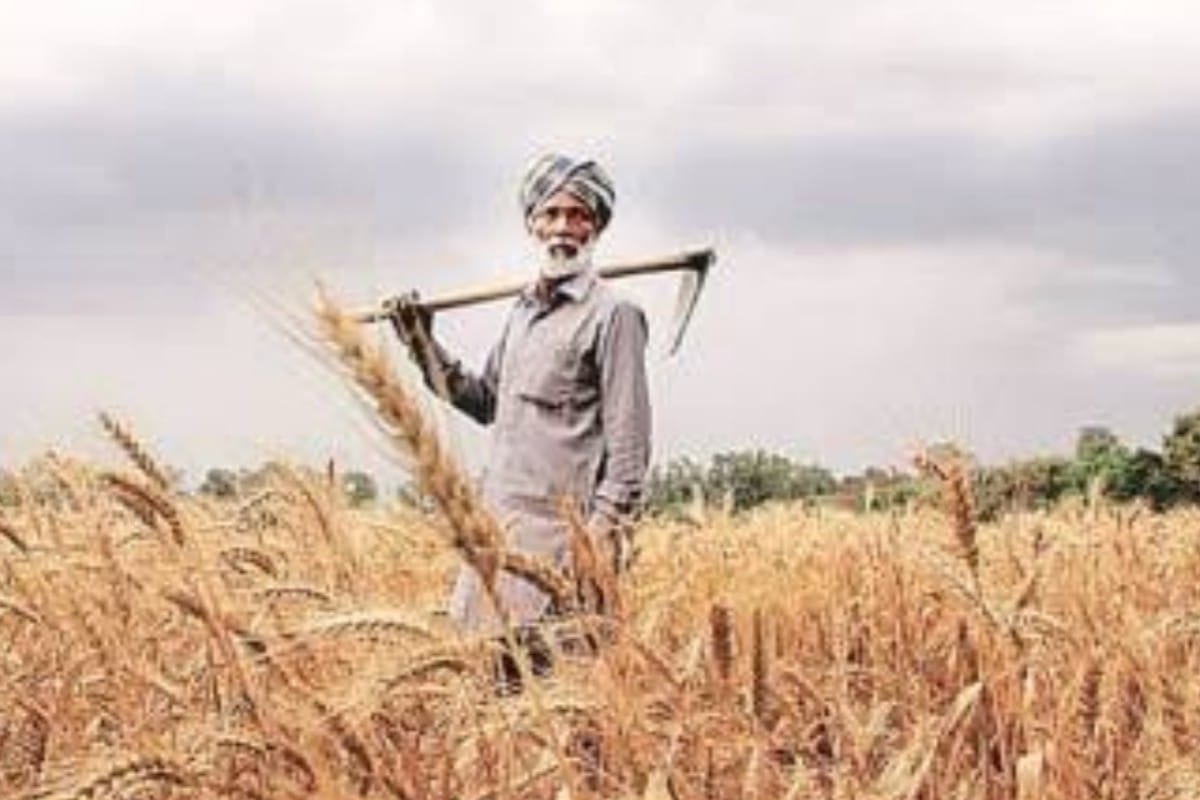 Black Wheat Cultivation in India